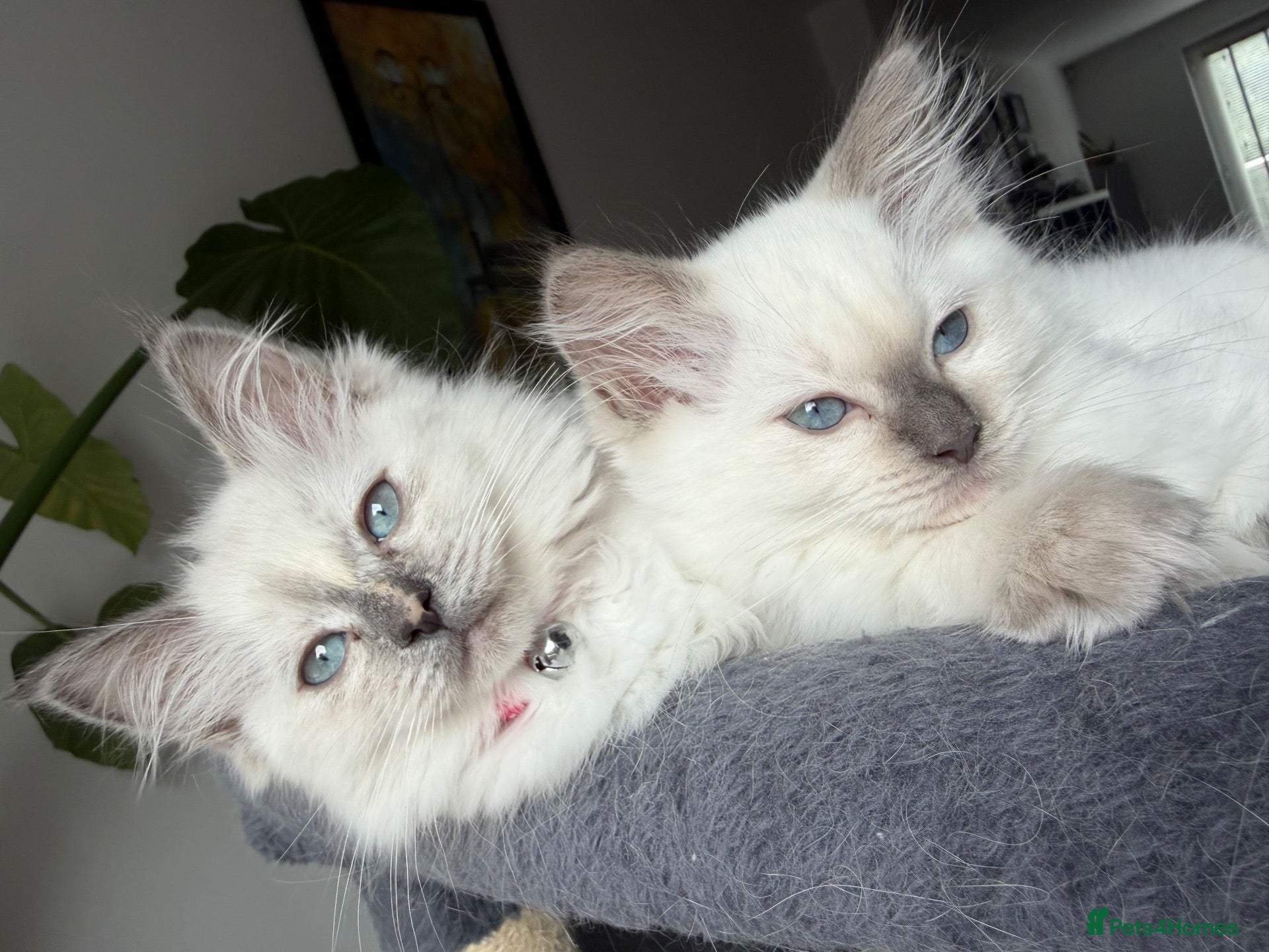 Ragdoll cats Pedigree Pure Ragdoll babies  - Advert 1