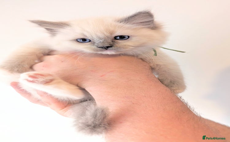 Ragdoll cats - Advert 3