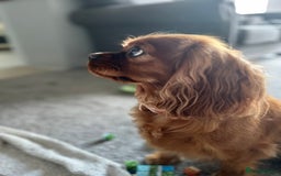 Cavalier King Charles Spaniel dogs for sale: 3 year old Cavalier King Charles  - Image 3