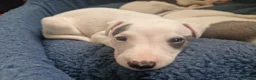 Whippet dogs for sale: Heart and DNA tested Blue Parti Whippet Puppies. - Advert 6