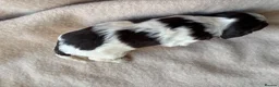 Sproodle dogs for sale: F1 Sproodle Puppies  - Advert 23
