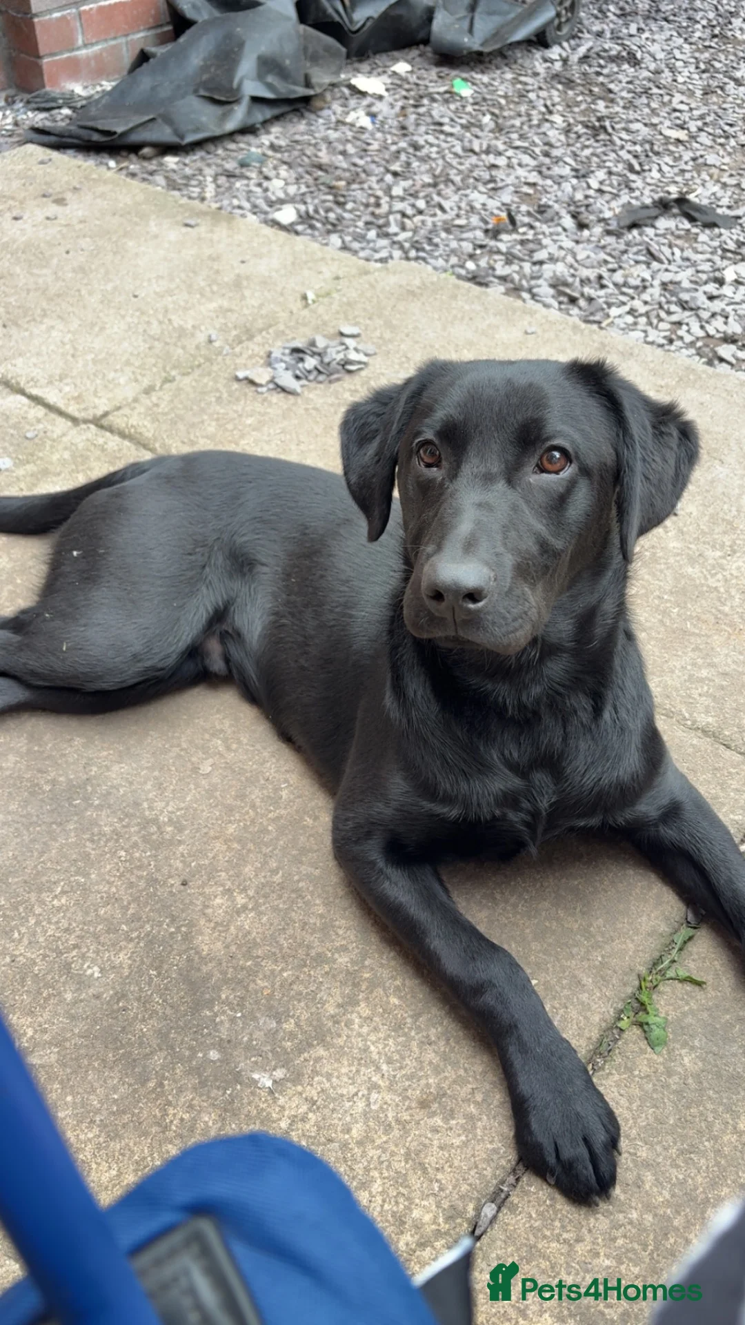 Labrador Retriever dogs for sale: 1 year old Male Lab in Preston - Advert 1