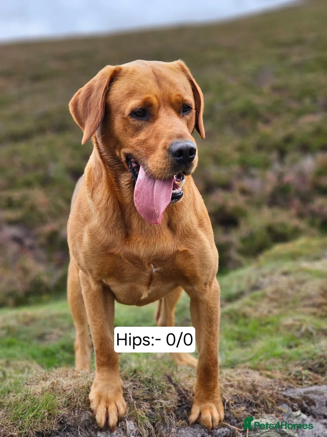 Labrador Retriever dogs for stud: AT STUD Fox Red Labrador | 0/0 Hips in Kirriemuir - Advert 7
