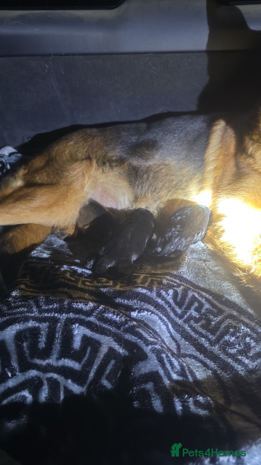 German Shepherd dogs for sale: Puppy German Shepherd  - Image 1