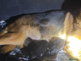 German Shepherd dogs - Advert 33