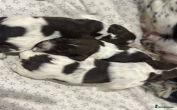 Sprocker dogs for sale: Beautiful sprockers  - Image 22