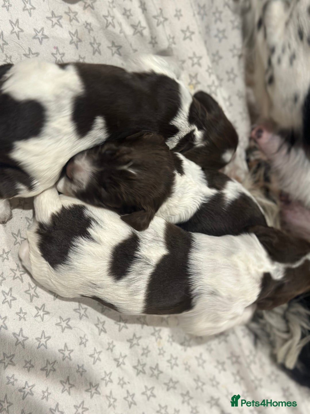 Sprocker dogs for sale: Beautiful sprockers  - Image 22