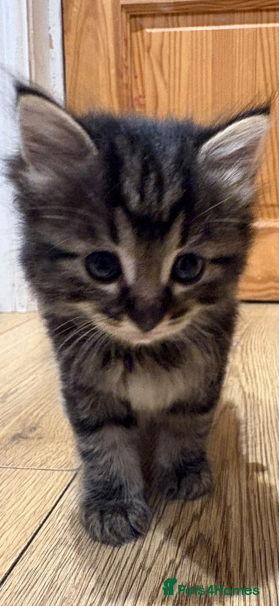 Mixed Breed cats Ragdoll Mix Kittens  - Advert 2