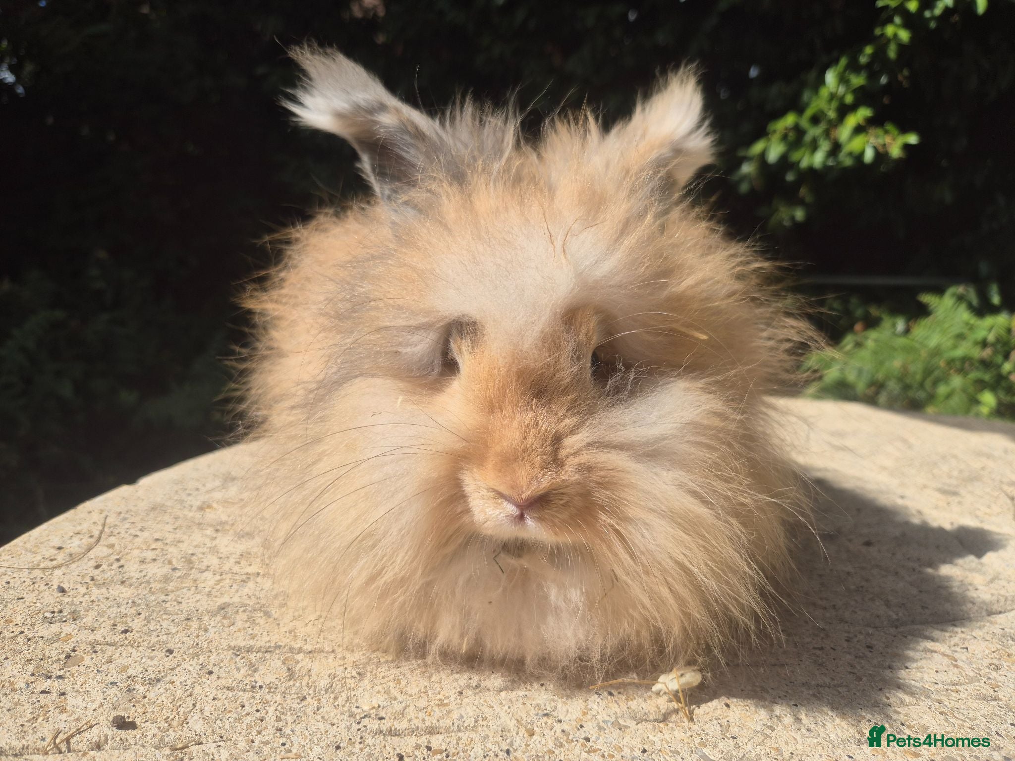 Angora rabbits 🌟STUNNING ANGORA BABIES- maxi full face 🌟 - Advert 1