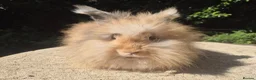 Angora rabbits for sale: 🌟STUNNING ANGORA BABIES- maxi full face 🌟 - Advert 1
