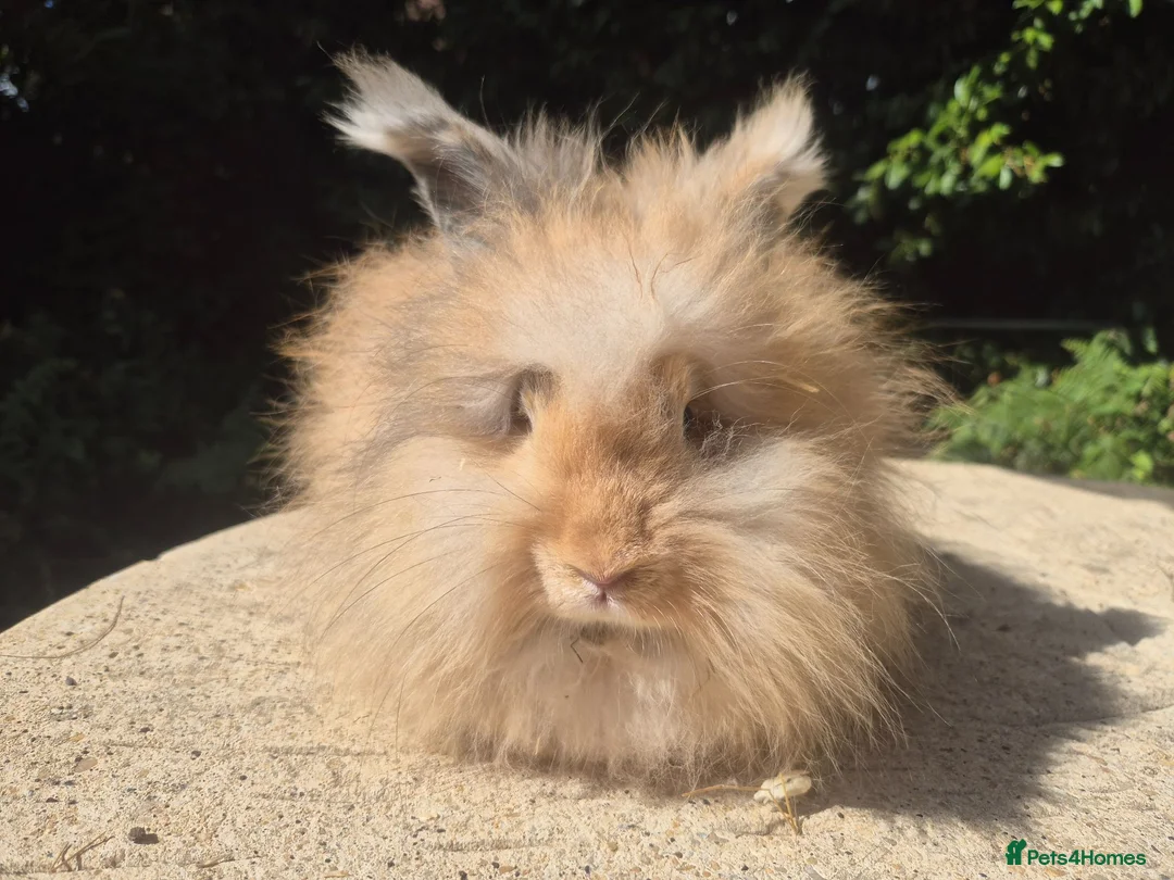 Angora rabbits for sale: 🌟STUNNING ANGORA BABIES- maxi full face 🌟 - Advert 1