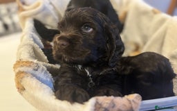 Cocker Spaniel dogs for sale: Show-type KC reg. chocolate cocker spaniel puppy  - Advert 2