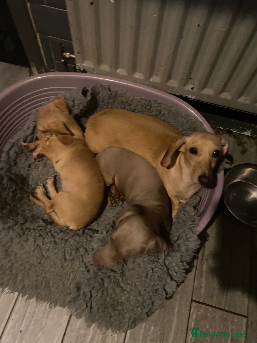 Miniature Dachshund dogs for sale: Kc registered cream miniature dachshund  - Image 2