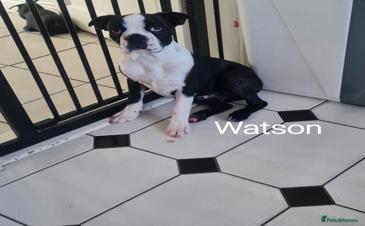 Boston Terrier dogs - Advert 1