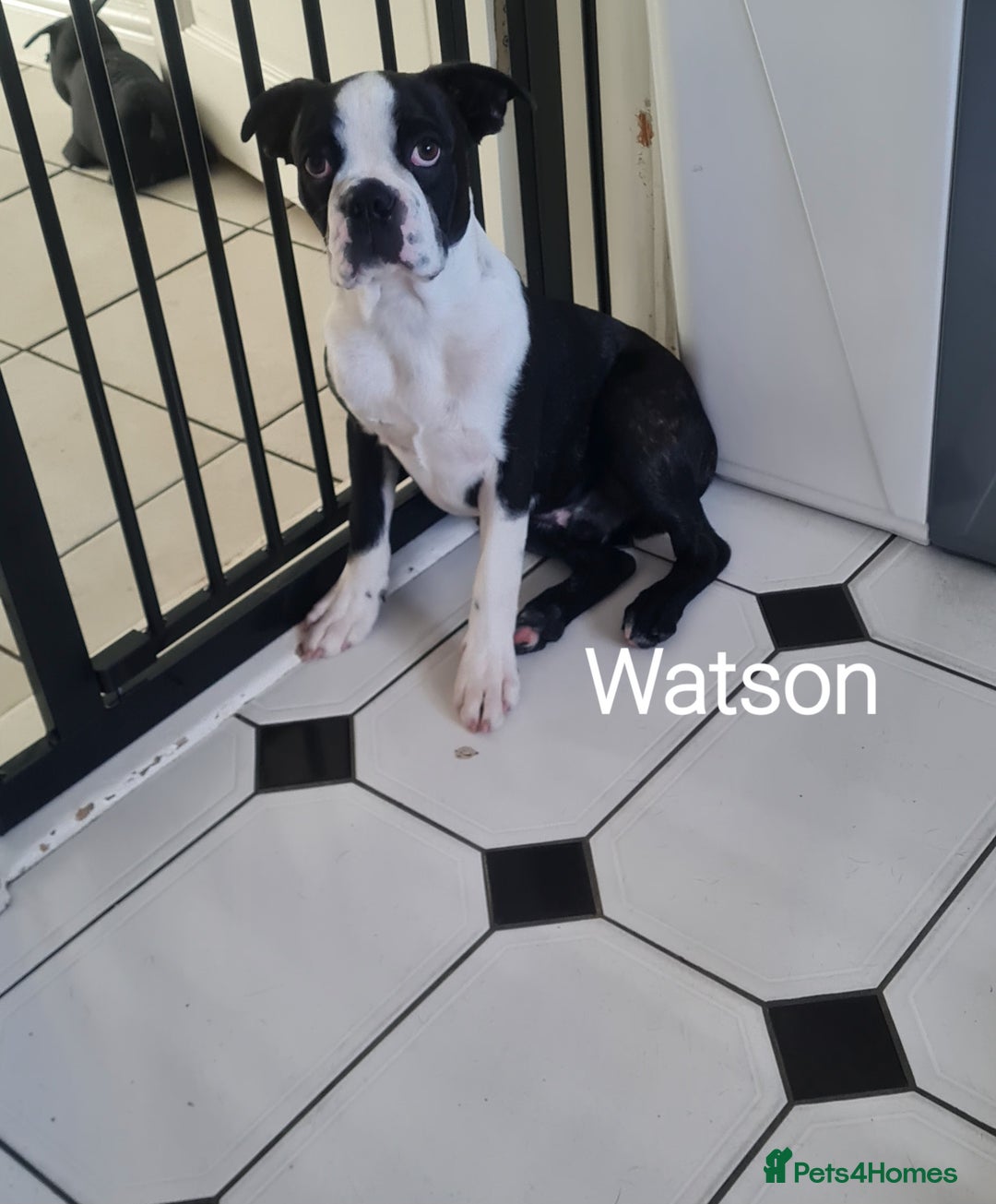 Boston Terrier dogs for sale: Need home,s ASAP  - Image 1