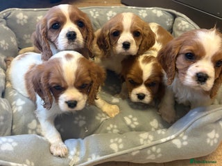 Cavalier King Charles Spaniel dogs ✨Adorable King Charles Cavalier Puppies✨READY NOW✨ - Advert 3