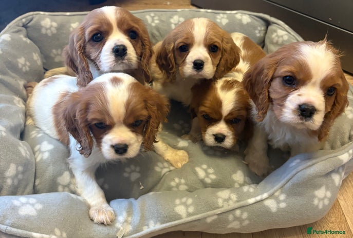 Cavalier King Charles Spaniel dogs ✨Adorable King Charles Cavalier Puppies✨READY NOW✨ - Advert 1
