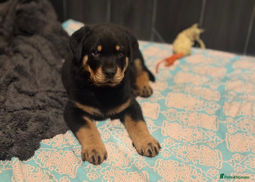 Rottweiler dogs for sale: 3 male Rottweiler pups ready to leave.  - Image 2