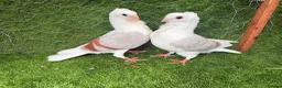 Pigeons birds for sale: Top Quality Strong Breeding Pair – Vaccinated - Advert 25