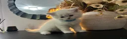 Ragdoll cats for sale: Ragdool x kittens in Scunthorpe - Advert 23