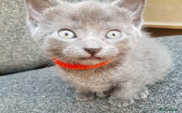 Mixed Breed cats for sale: Grey kittens  - Image 10