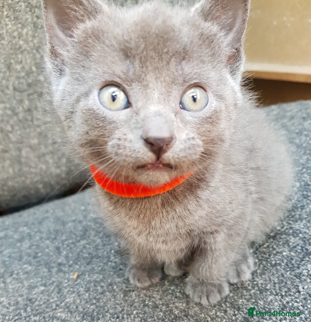 Mixed Breed cats for sale: Grey kittens  - Image 10