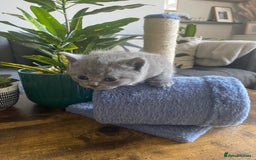 British Shorthair cats for sale: Stunning British Short Hair kitten GCCF/TICA - Image 2