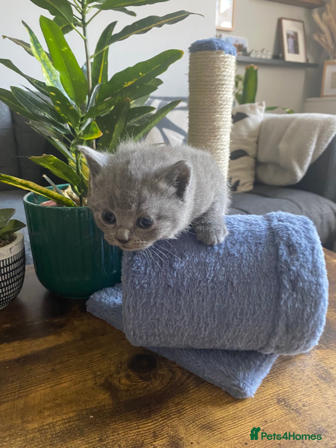 British Shorthair cats for sale: Stunning British Short Hair kitten GCCF/TICA - Image 2