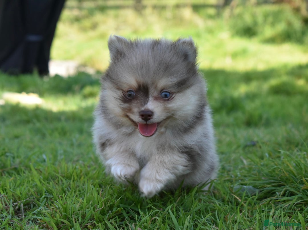 Pomsky dogs for sale: Merle Genuine Toy Size  Pomsky Puppies - Image 9