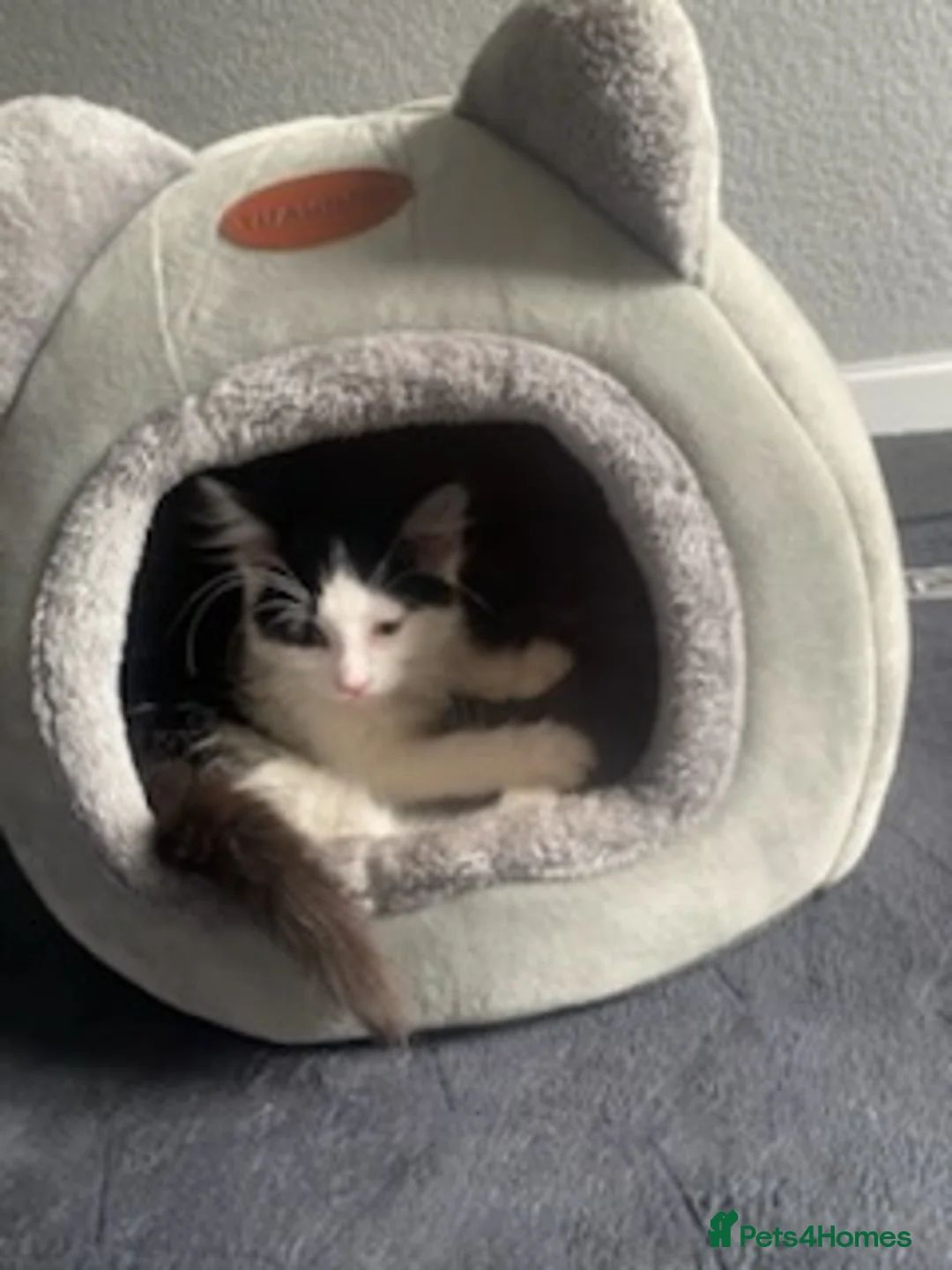 Mixed Breed cats for sale: Urgent rehoming  - Advert 2