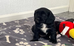 Cockalier dogs for sale: Cavalier x cocker spaniel puppies  - Image 19