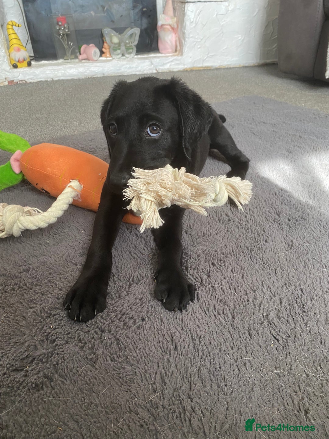 Labrador Retriever dogs for sale: Labrador female - Image 4