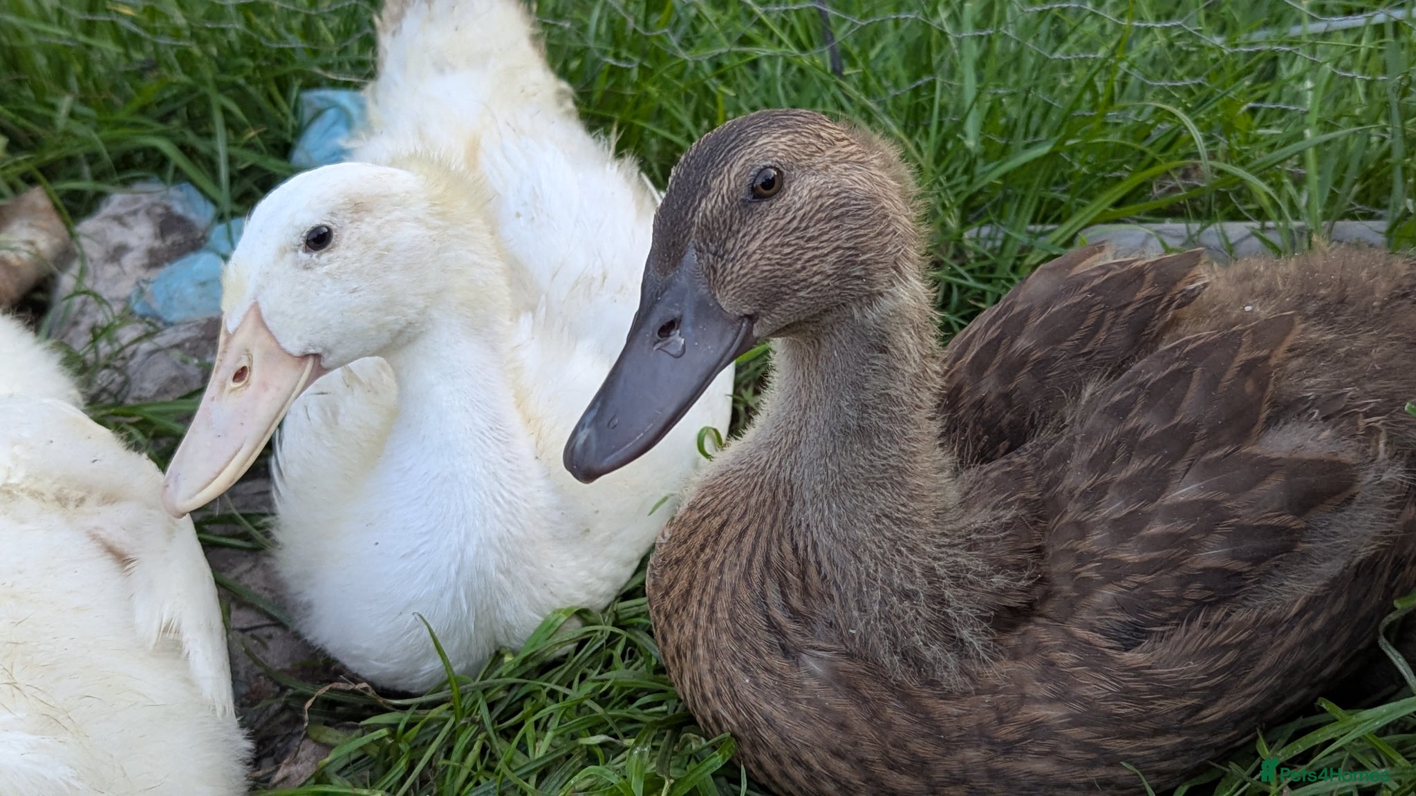 Ducks poultry 3 female ducklings looking for a home  - Advert 7