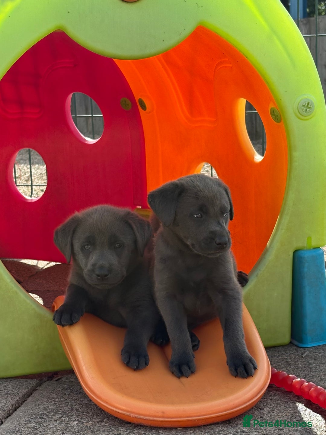 Labrador Retriever dogs for sale: Beautiful Silver & Charcoal KC Labs - Image 18