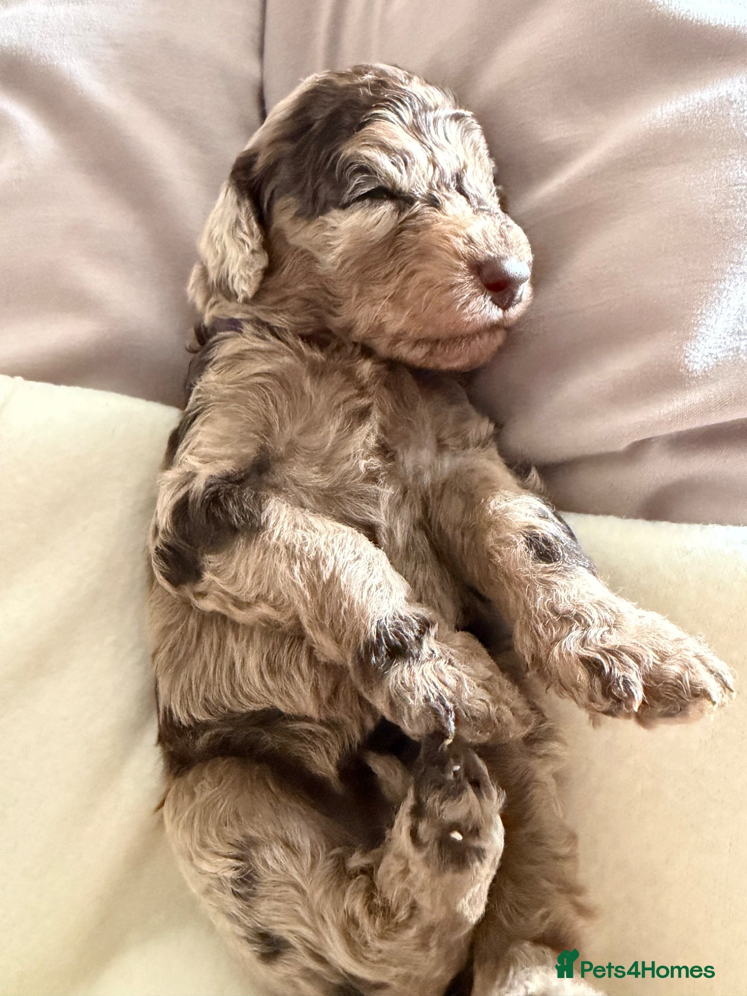 Cockapoo dogs Cockapoo experience from birth to home 12.5.26 🥰 - Advert 1