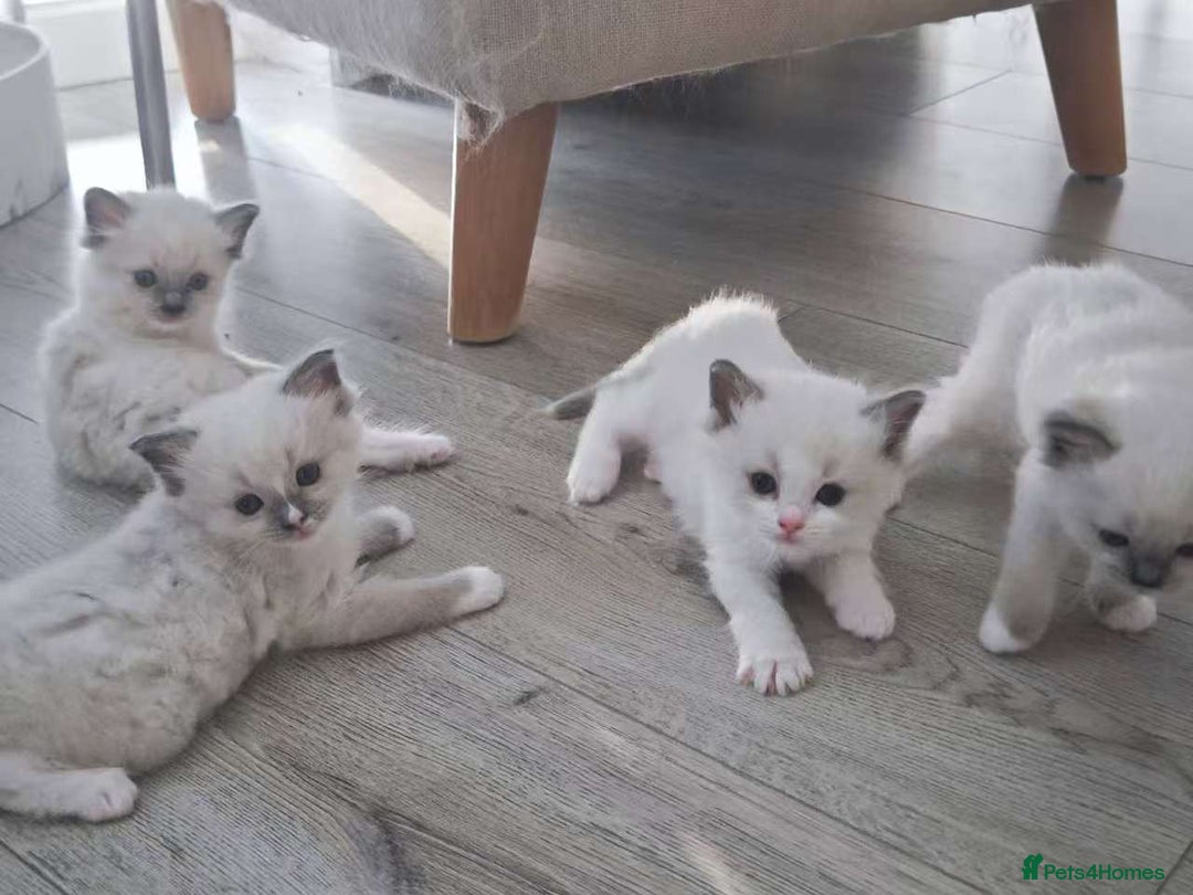 Ragdoll cats for sale: Pure Ragdoll Kittens (2 Male, 2 Female) - Image 3
