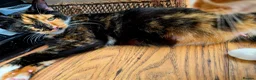 Mixed Breed cats for sale: A girl and a boy are looking new loving homes🥰🫢 - Advert 2