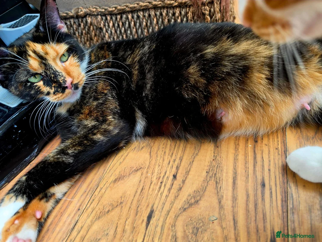 Mixed Breed cats for sale: A girl and a boy are looking new loving homes🥰🫢 - Advert 2