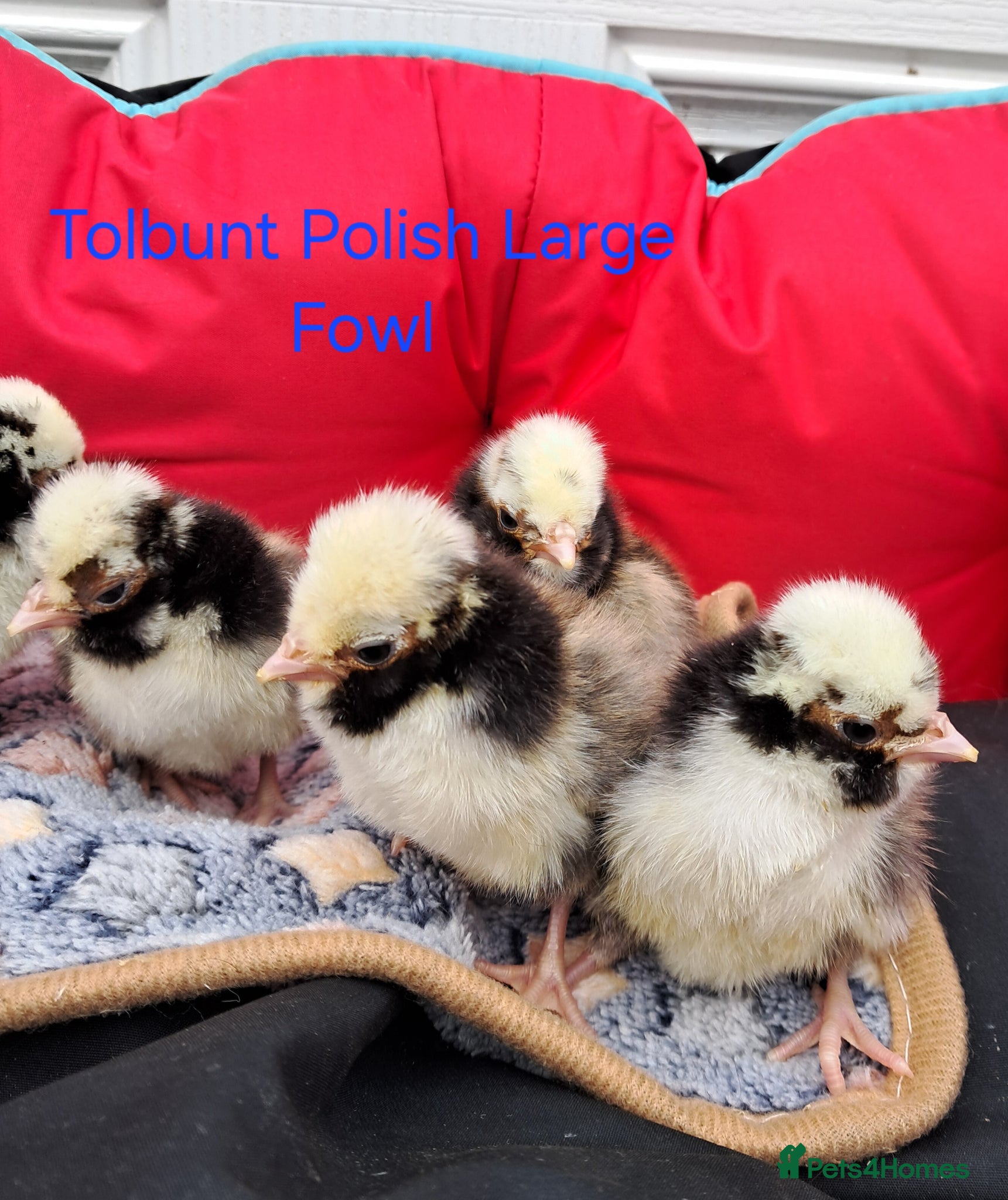 Chickens poultry Various Pure breed chicks/eggs available  - Advert 15