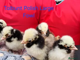 Chickens poultry Various Pure breed chicks/eggs available - Advert 15