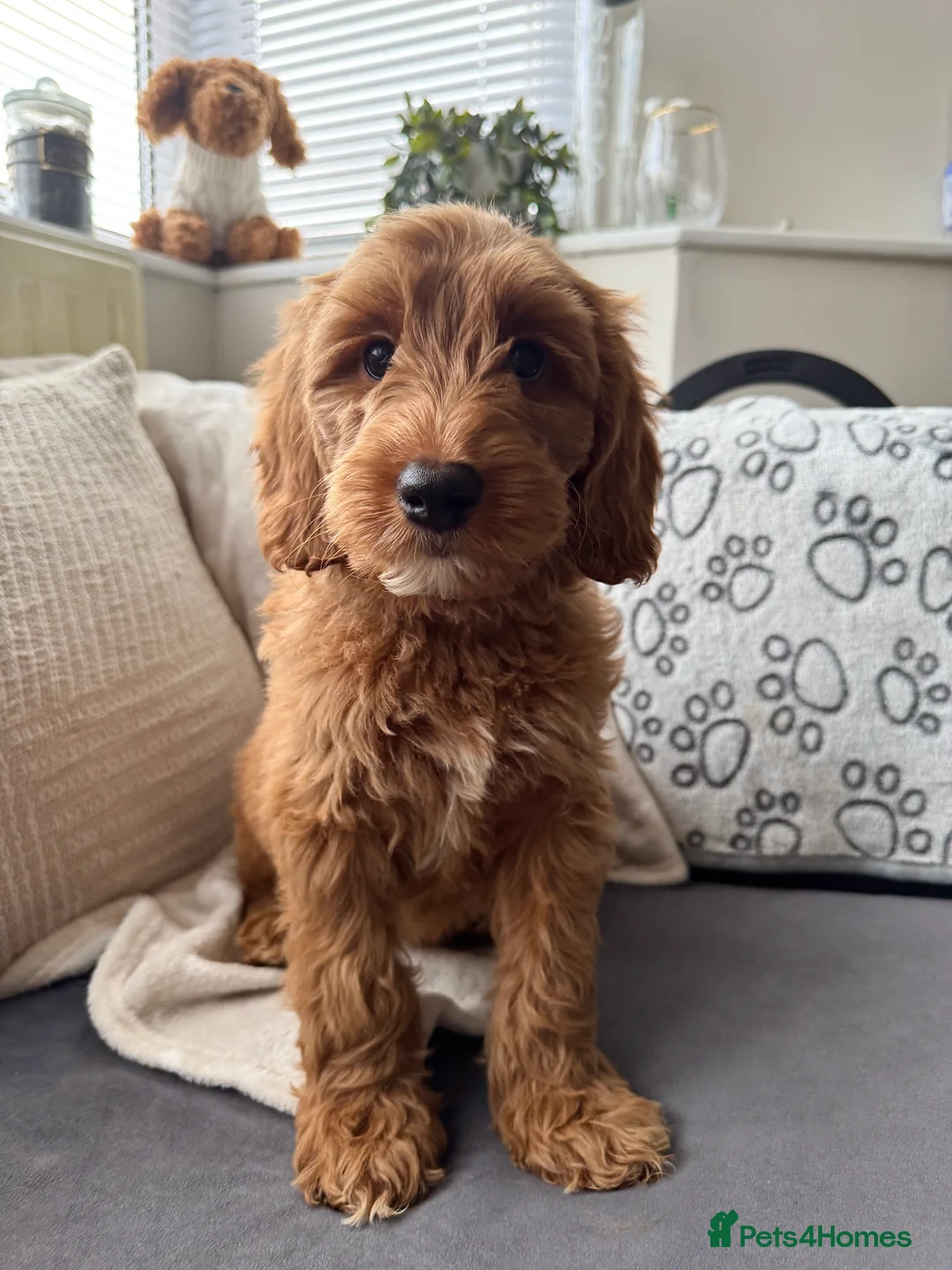 Australian Labradoodle dogs for sale: WALA Superior Australian Labradoodles-Waiting List - Advert 8
