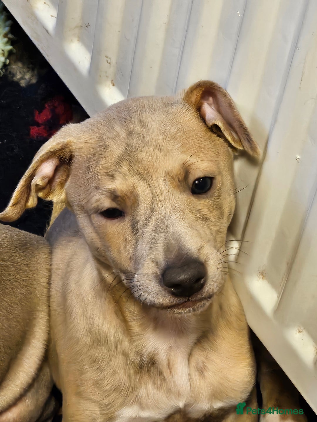 Whippet dogs for sale: ✨🐾 Gorgeous KC Registered Whippet puppies  🐾✨  - Advert 37