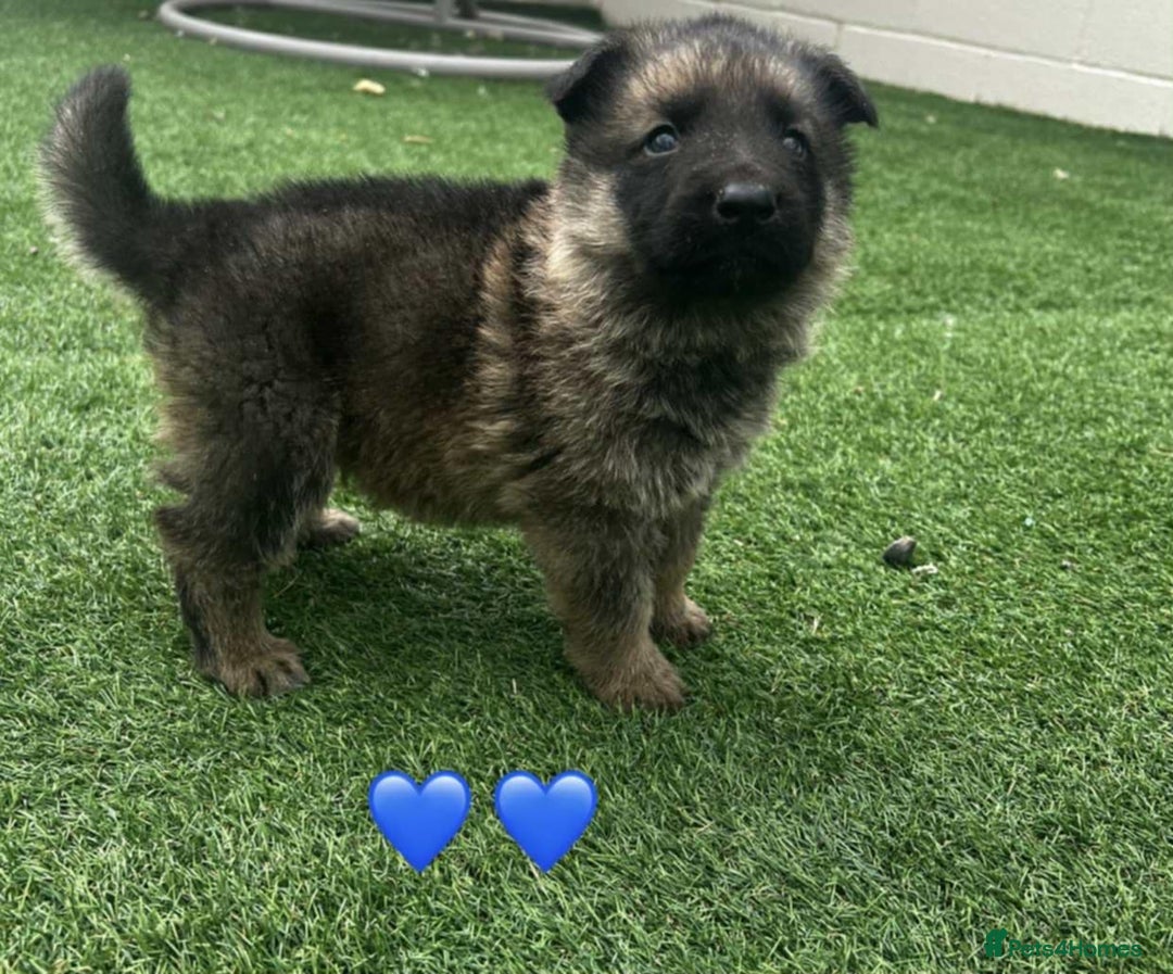 German Shepherd dogs for sale: Beautiful puppies looking for there new homes.  - Image 2
