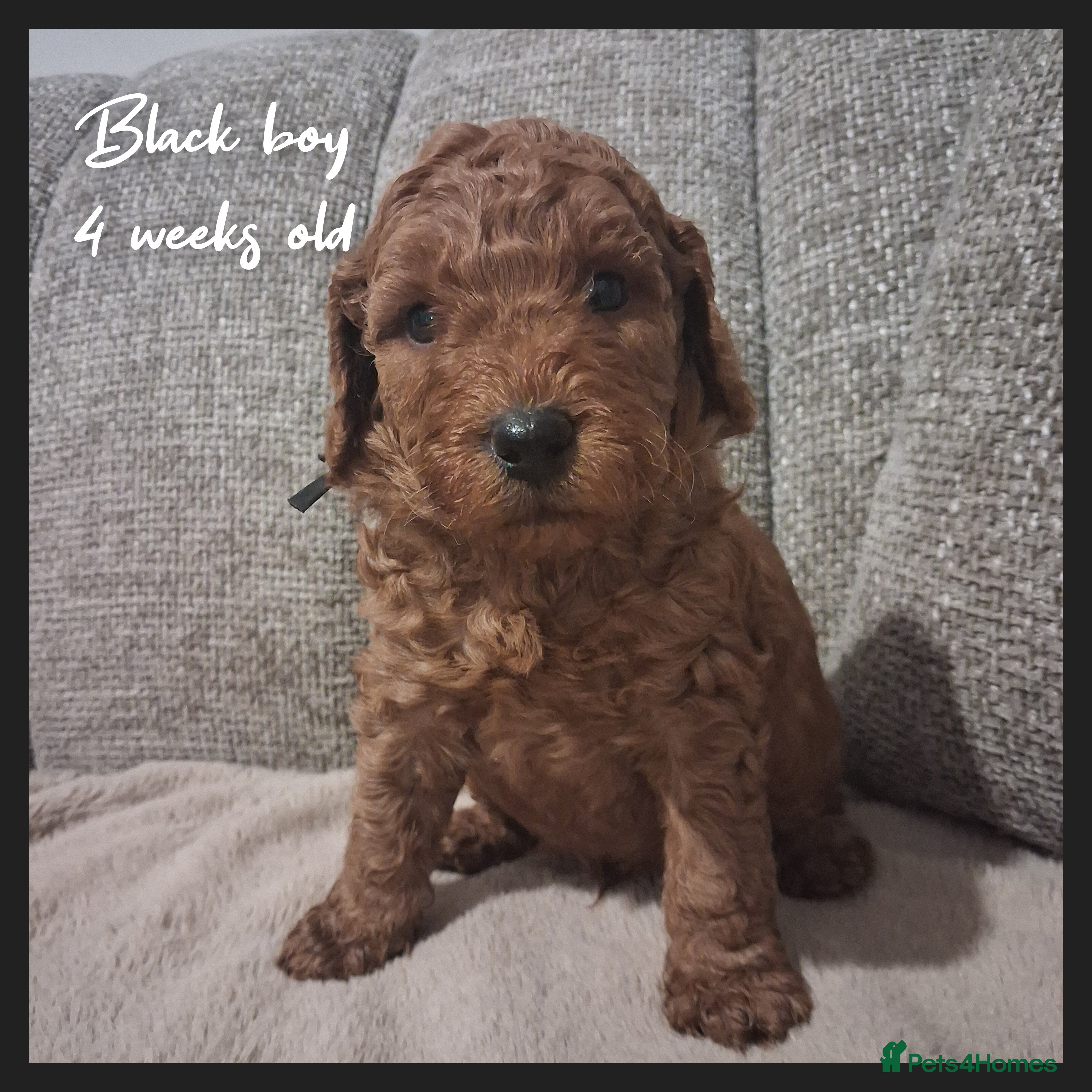 Labradoodle dogs Miniature F1b Labradoodles - Advert 6