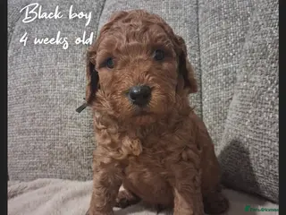 Labradoodle dogs Miniature F1b Labradoodles - Advert 6