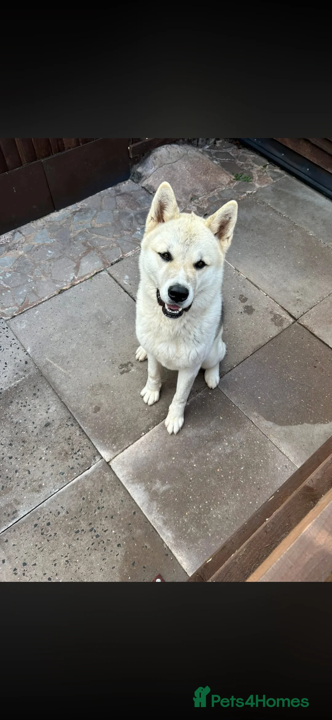 Akita dogs for stud: Stud Dog in Wolverhampton - Advert 2