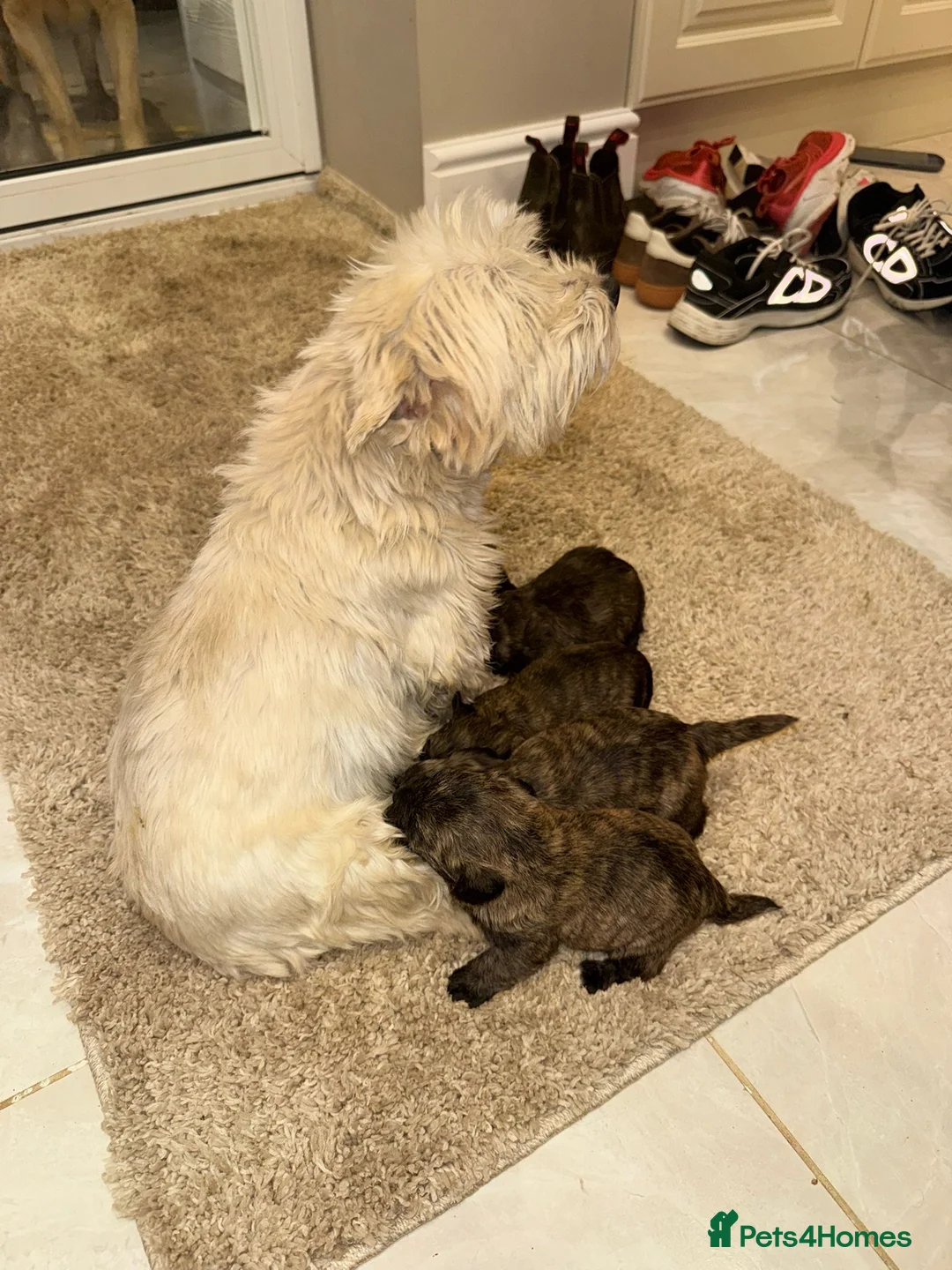 Westiepoo dogs for sale: Westiepoo west highland terrier x Toy poodle - Advert 5