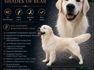 Golden Retriever dogs PROVEN & FULLY DNA CLEAR, ICT 1 & 2 CLEAR - Advert 5