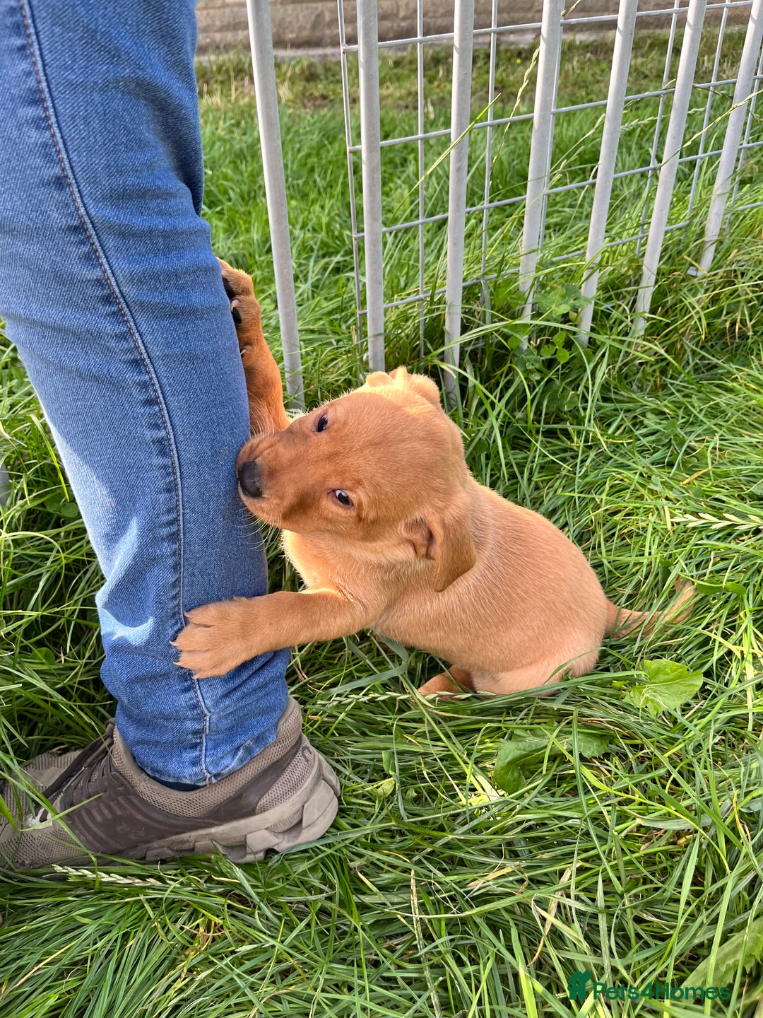 Labrador Retriever dogs for sale: 💛💛 Excellent Labrador Pups 💛💛 - Image 14