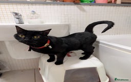 Mixed Breed cats for sale: Male cat for adoption  - Image 2